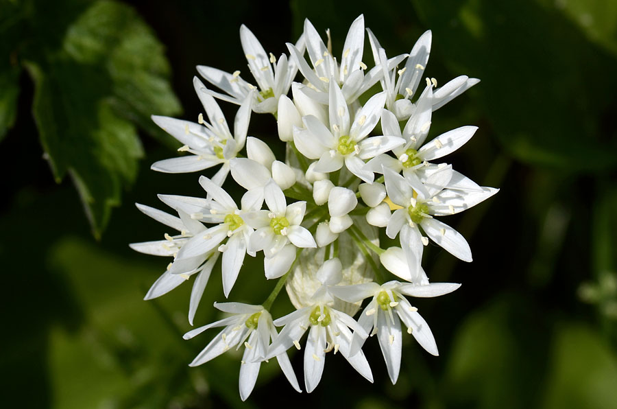 Allium ursinum / Aglio orsino